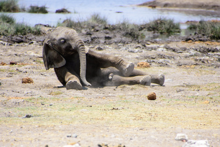 Adorable baby elephant trying to get upの写真素材