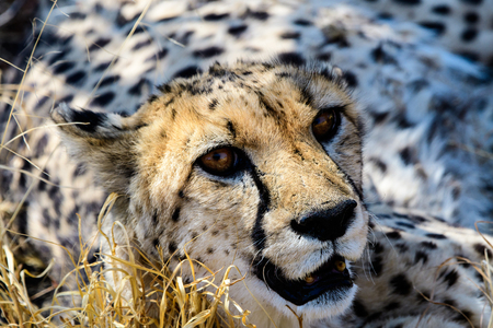 Head shot of a Cheetahの写真素材