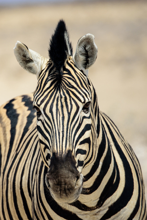 Face of a Zebraの写真素材