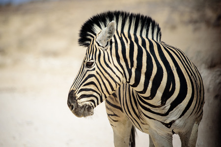 head shot of a Zebraの写真素材