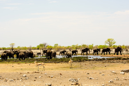 Two groups of Elephants at the waterholeの写真素材