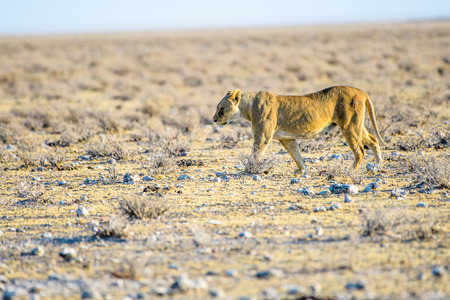 Lioness on the prowl in the bushの写真素材