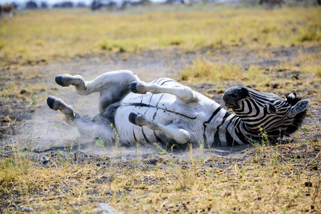 Zebra enjoying a dust bathの写真素材