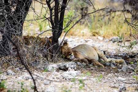 Lionesses resting in the bushの写真素材