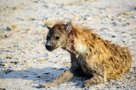 bloodied hyena at close quartersの写真素材