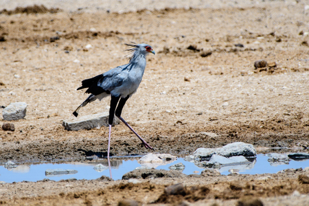 Secretary bird on the water's edgeの写真素材