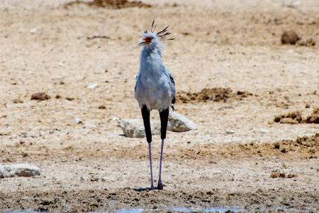 Secretary bird in the wildernessの写真素材