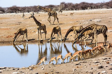 giraffes and impala drinking and their reflectionsの写真素材