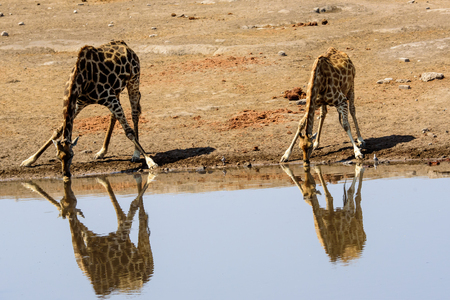 two giraffes and their reflections drinking at the waterholeの写真素材