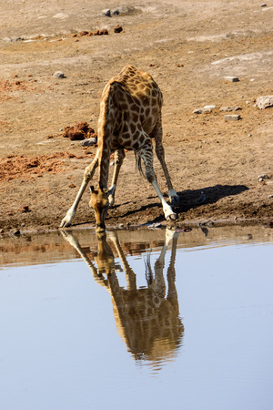 Giraffe drinking at a waterhole and its reflection in the waterの写真素材