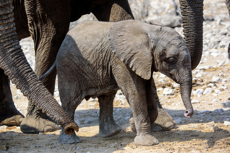 Protection within the herd for a baby elephantの写真素材
