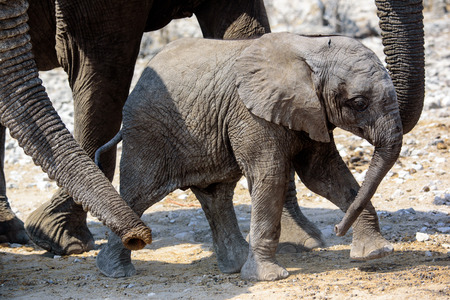 Cute adorable elephant calfの写真素材