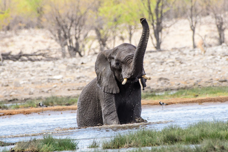 Elephant checking all is clear whilst bathingの写真素材