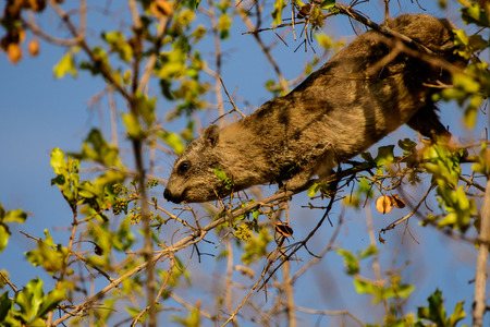 Dassie feeding in a treeの写真素材