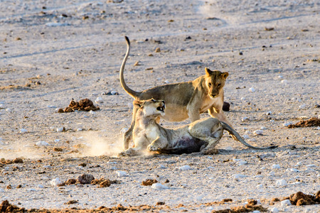 lionesses greeting each otherの写真素材