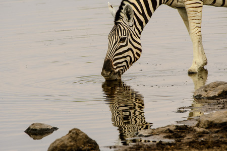 close up of the face of a Zebra reflected in the water of the waterholeの写真素材