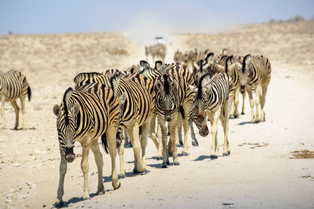 Group of Zebra approachingの写真素材