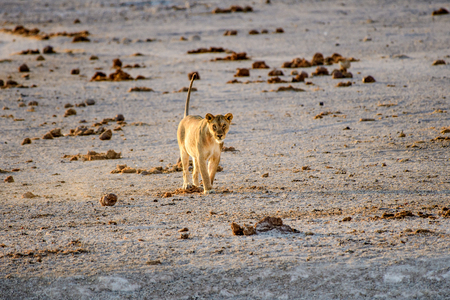 Lioness approaching a waterholeの写真素材