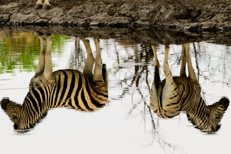 Reflections of two zebras at a waterholeの写真素材