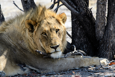 Head and shoulders of a male lionの写真素材