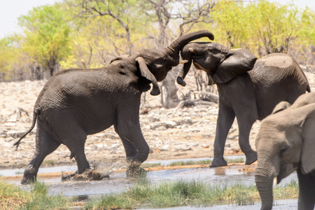 Two Elephants sparring at the waterholeの写真素材