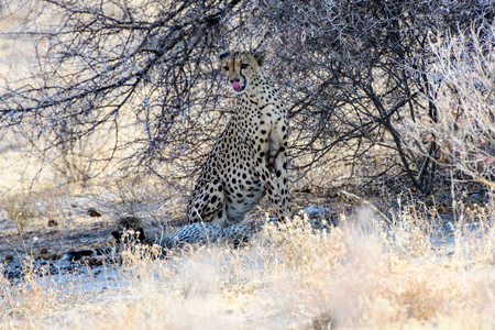 Cheetah hiding under a treeの写真素材