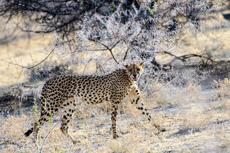 Cheetah walking in the bushの写真素材