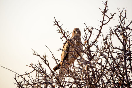 African marsh harrier in a tree