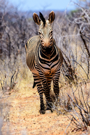 zebra straight ahead watching closelyの写真素材