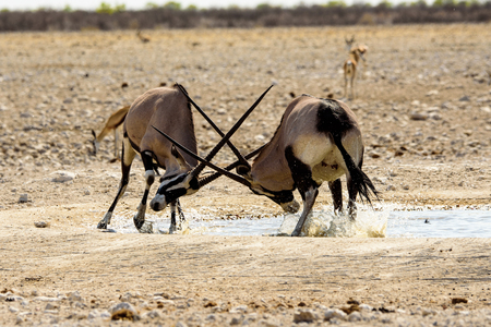 Gemsbok fighting at the waterholeの写真素材