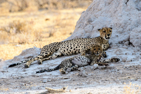 Cheetah with cub restingの写真素材