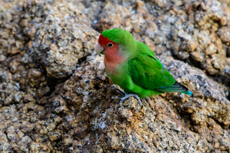 rosy faced lovebird on a rockの写真素材