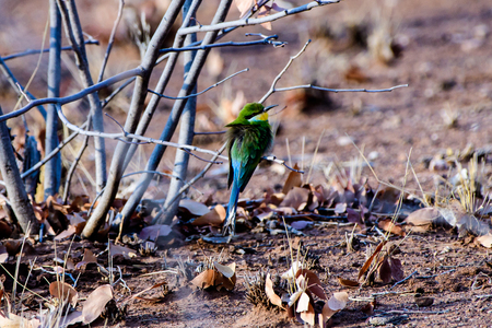 swallow tailed bee eater on a branchの写真素材