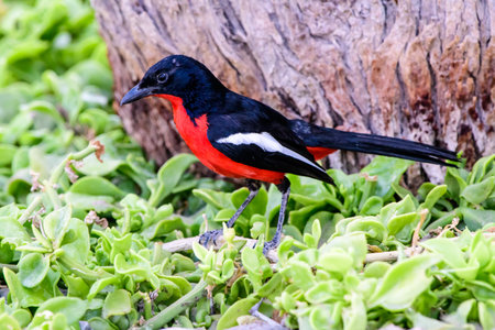 Crimson breasted shrike on the ground