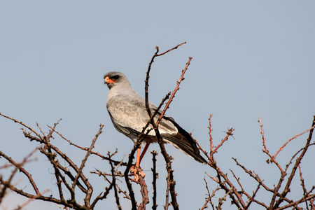 Eastern Pale Chanting Goshawk in a treeの写真素材