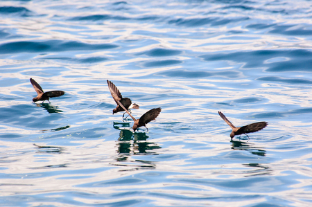 Storm petrels at seaの写真素材