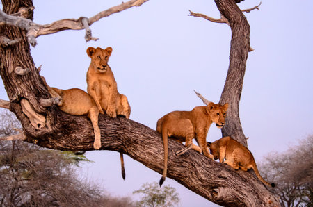 young lions using a tree as a vantage point