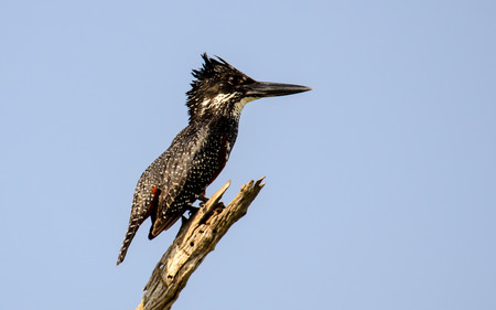 giant Kingfisher on its perchの写真素材