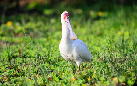 African spoonbill wading in the shallowsの写真素材