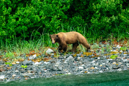 Brown bear foraging on the sea shoreの写真素材