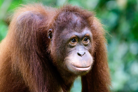 Head and shoulders of a cute orangutanの写真素材