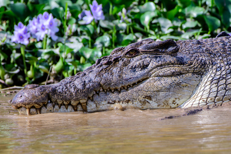 Close up of the head of a saltwater crocodileの写真素材