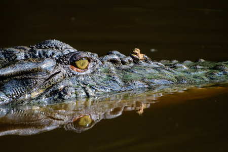 Eye of the crocodile and its reflection in the river waterの写真素材