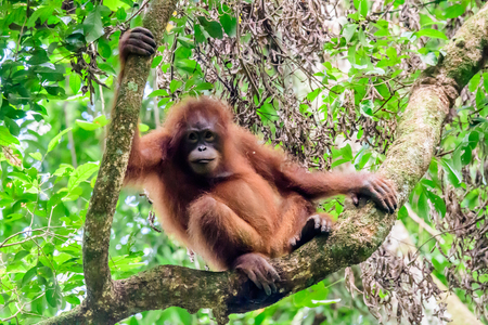 Chilled out relaxed juvenile Orangutanの写真素材