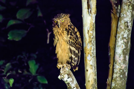 Buffy fish owl by the riverの写真素材