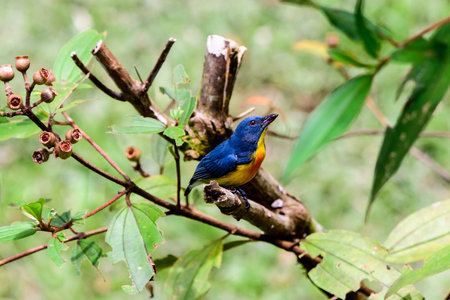 Crimson breasted flowerpecker on a branchの写真素材