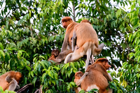 Family group of Proboscis monkey