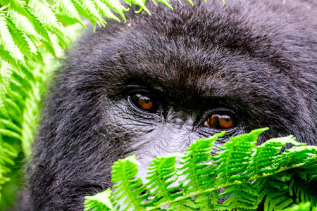 Gorilla eyes peering from behind a fern