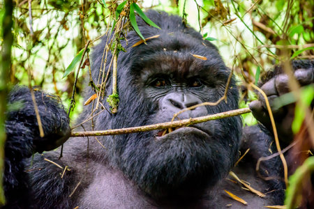 Head shot of a silverback mountain gorilla eating