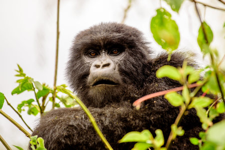 inquisitive juvenile mountain gorilla